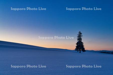 クリスマスツリーの木の夕景