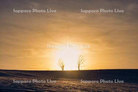 親子の木と夕日