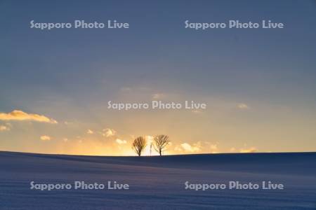 親子の木と夕日