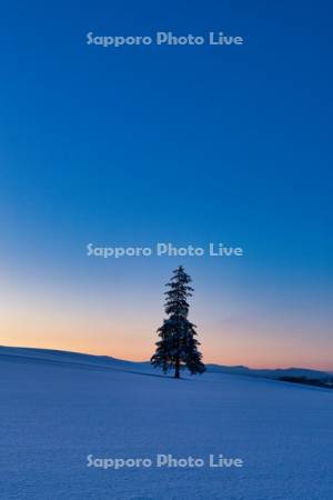 クリスマスツリーの木の夕景