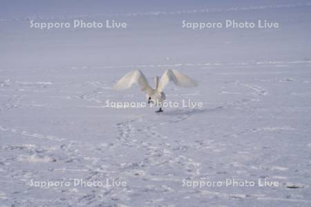 屈斜路湖のハクチョウ