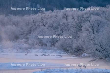 雪裡川のタンチョウ