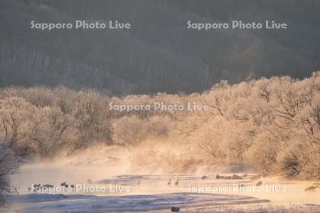 雪裡川のタンチョウ