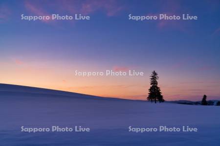 クリスマスツリーの木　夕景