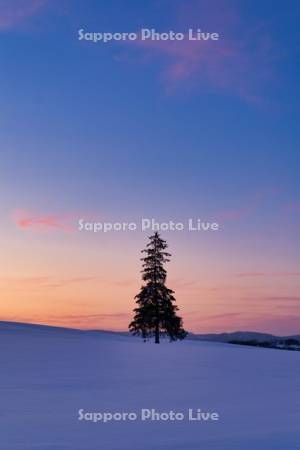 クリスマスツリーの木　夕景