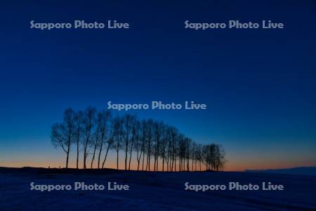 シラカバ並木　夕景