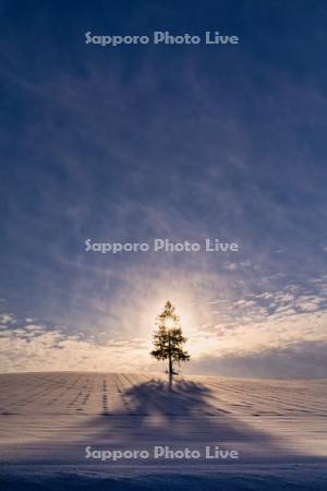 夕日の木