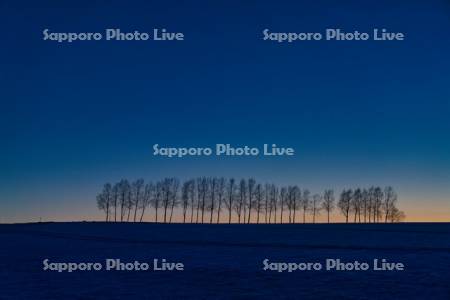 シラカバ並木　夕景