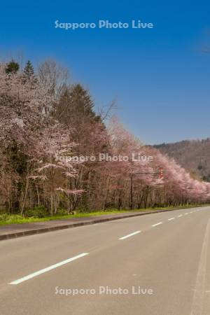 麓郷街道桜並木