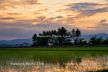 夕焼けと水田