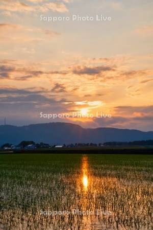 夕焼けと水田