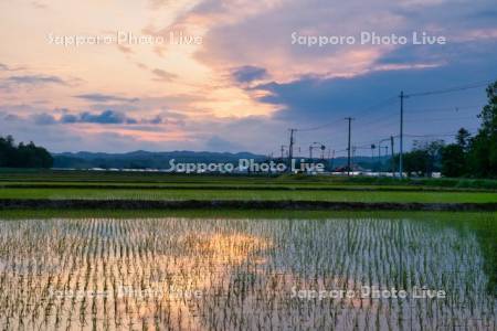 夕焼けと水田