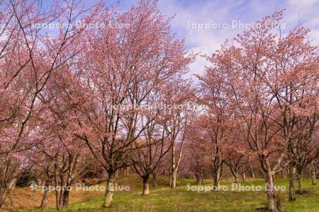 神楽岡公園の桜
