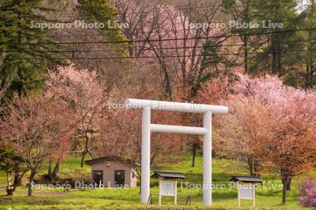 日高神社と桜