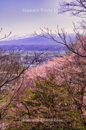 朝日ヶ丘公園の桜と十勝岳連峰