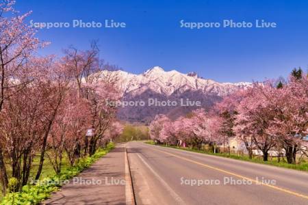 東大演習林樹木園の桜並木