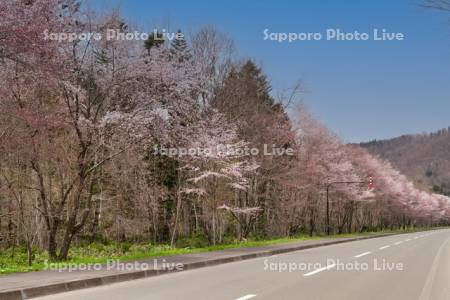 麓郷街道桜並木