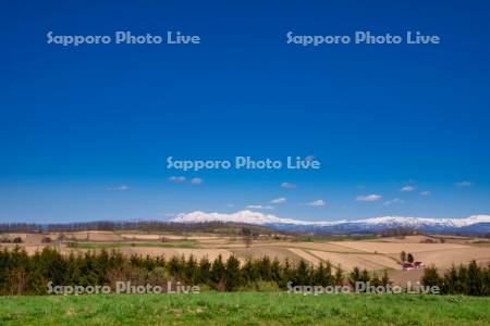 春の畑と大雪山