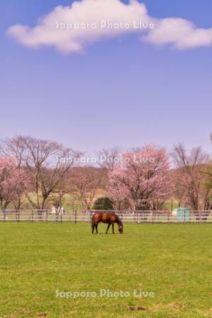 馬と桜