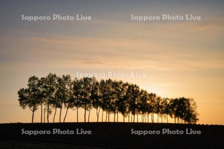 シラカバ並木　夕景