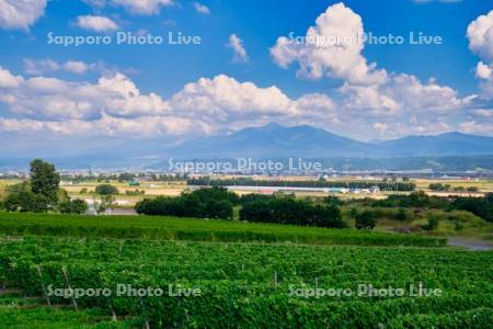 ブドウ畑と十勝岳連峰