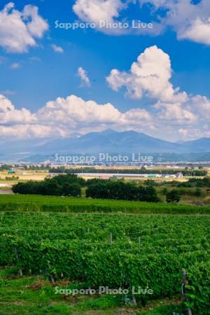 ブドウ畑と十勝岳連峰