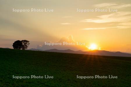 親子の木と夕日