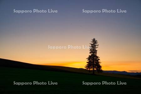 夕景のクリスマスツリーの木