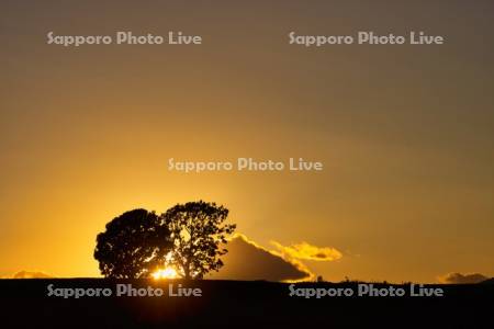 親子の木夕景