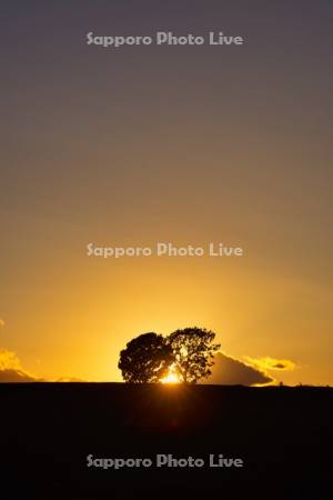 親子の木夕景