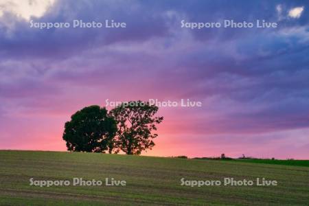 親子の木夕景