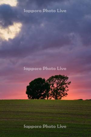 親子の木夕景