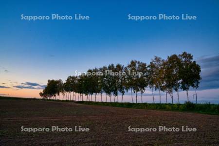 白樺並木の夕景