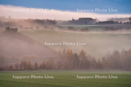 朝霧と畑