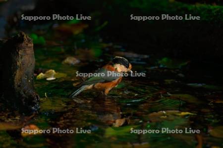 ヤマガラの水浴び