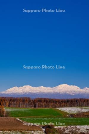 冠雪の畑と大雪山