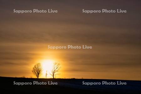 親子の木と夕日