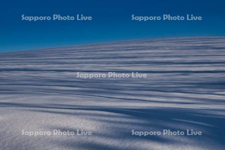 雪原の樹影