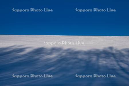 雪原の樹影