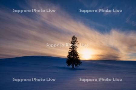 クリスマスツリーの木の夕景