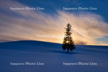 クリスマスツリーの木の夕景