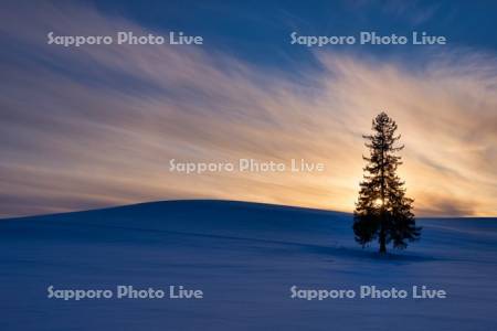 クリスマスツリーの木の夕景