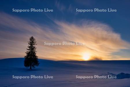 クリスマスツリーの木の夕景