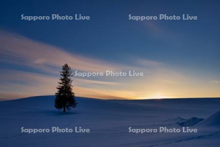 クリスマスツリーの木の夕景