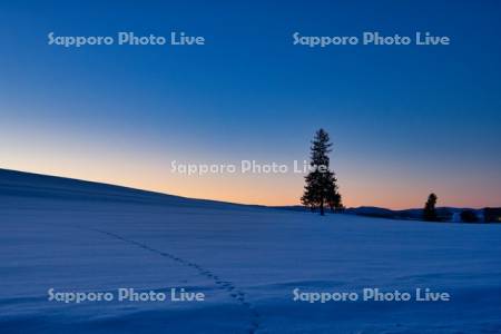 クリスマスツリーの木の夕景