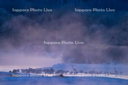 夜明けの雪裡川とタンチョウ