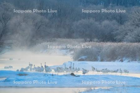 雪裡川とタンチョウ