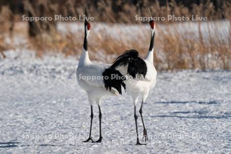タンチョウの鳴き合い