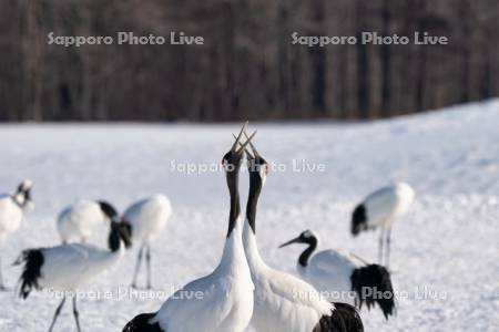 タンチョウの鳴き合い