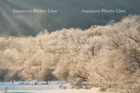 雪裡川とタンチョウ